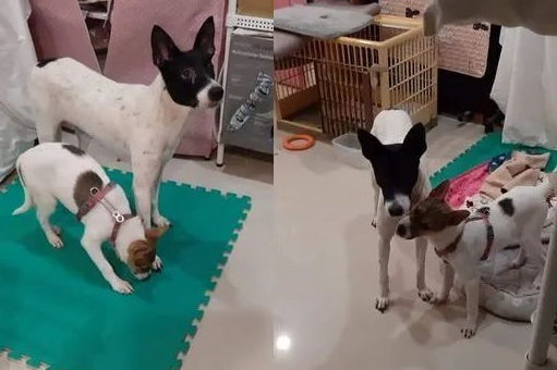 领养了一只超级胆小的妈宝狗，可半年后却露出本性...