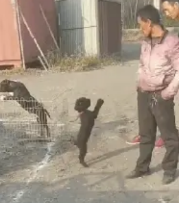 泰迪为了不让主人卖掉自己，不停的举爪作揖，小男孩心疼了