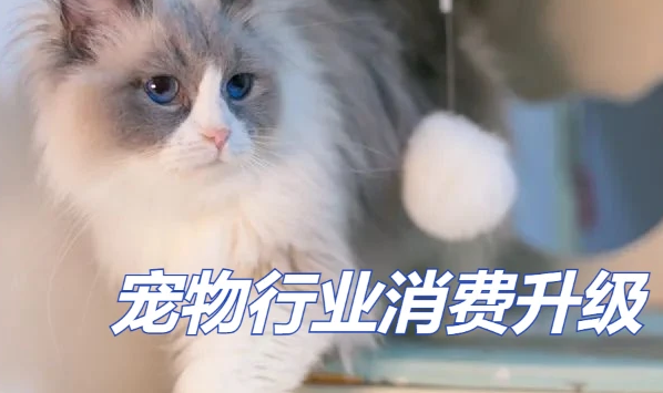 宠物市场消费升级，橙萌科技引领新零售智慧引擎