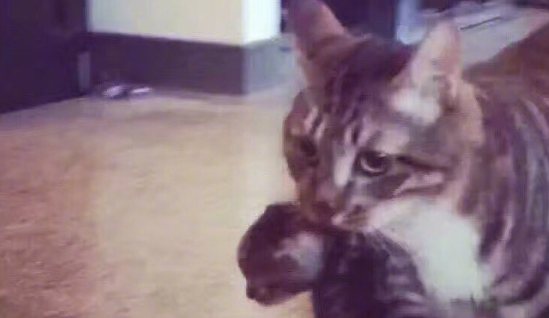出来混是要还的，猫主子散步捡到小奶猫，网友：年轻欠的风流债啊 