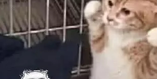 铲屎官带橘猫去做绝育，就连医生都无能为力，太逗了！