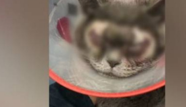给猫咪花一万块割双眼皮，做完简直不敢相信，喵：考虑我的感受吗