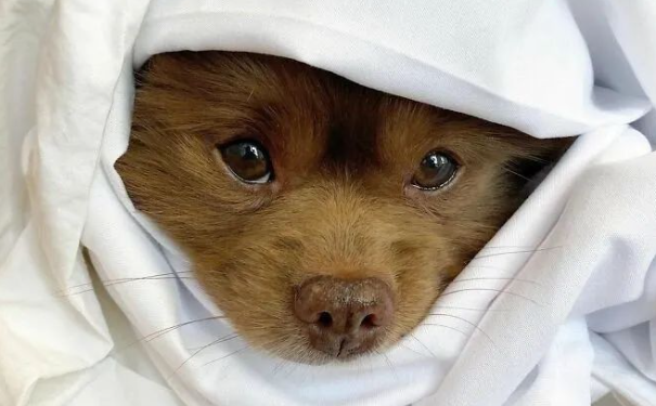 博美犬因体型过大被丢弃，被领养后竟可爱的像只小熊！