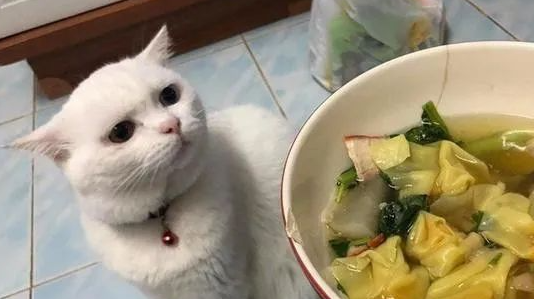 铲屎官每天用美食诱惑猫咪，猫咪：我要掀桌了