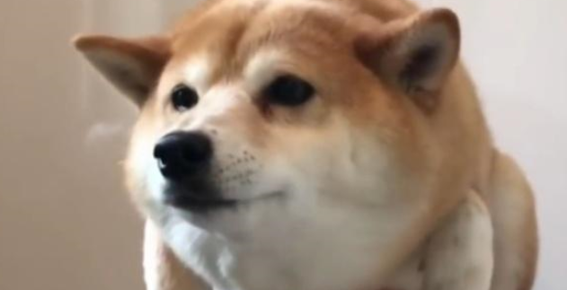 网友教柴犬学游泳，却因方式独特而走红，萌化主人的心