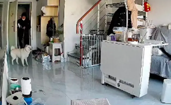大叔认错狗牵回家，两只狗狗见面都懵了！狗：你是谁怎么在我家？