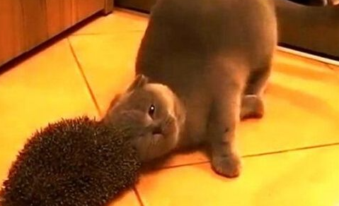 英国短毛猫用刺猬抓痒享受，萌态毕现网络爆红