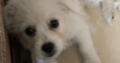 小狗狗被女孩当垃圾一样丢掉，追过去被主人踢到原处委屈的快哭了