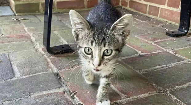 奶猫在公交车站呼救，路人果断施救