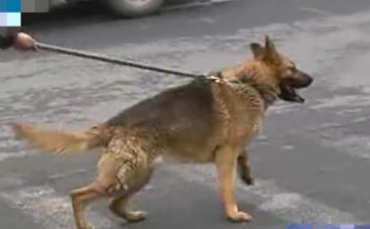 狗狗咬人引纠纷，民警调解促和谐