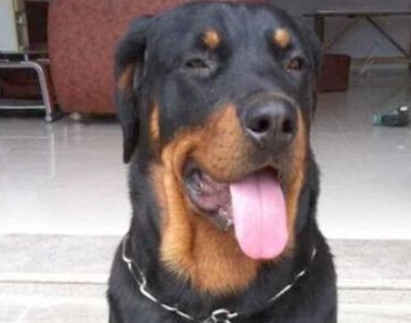 1.5万元罗威纳犬被偷走，小偷买猪肉喂它