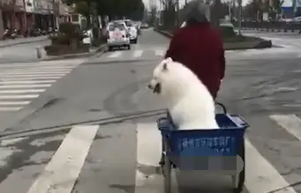 狗狗偷跑被用三轮车拖回，躲在背后偷笑，这才是被奶奶宠的狗！ 