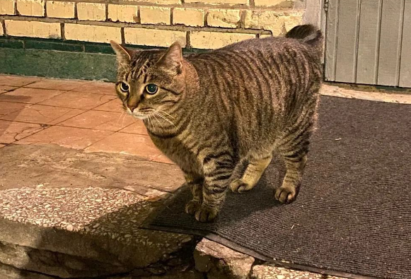 路遇一只巨大猫咪！