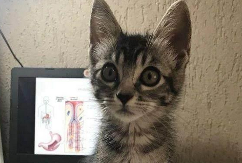 妈妈让女儿两天内送走小猫，没想到被收服成了猫奴！