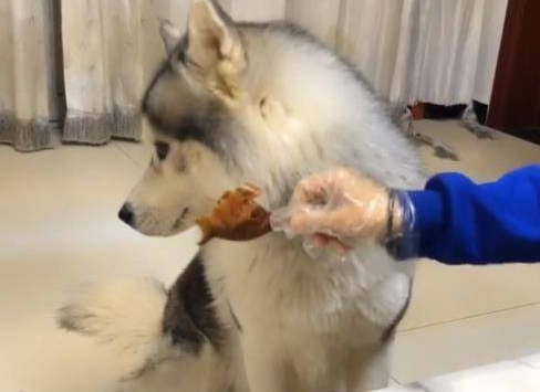 二哈缠着主人要烤鸭，一听到主人说吃狗肉，态度立马发生改变 