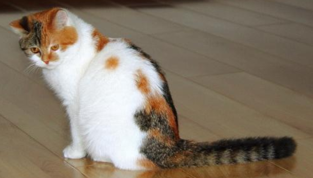 猫脾气有点大，还爱挠家具？英国研究显示宠物猫性格多随主人
