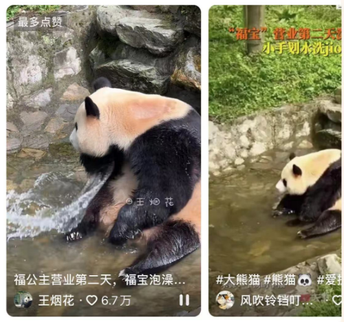 福宝泡澡了，憨态可掬样儿令网友捧腹不已