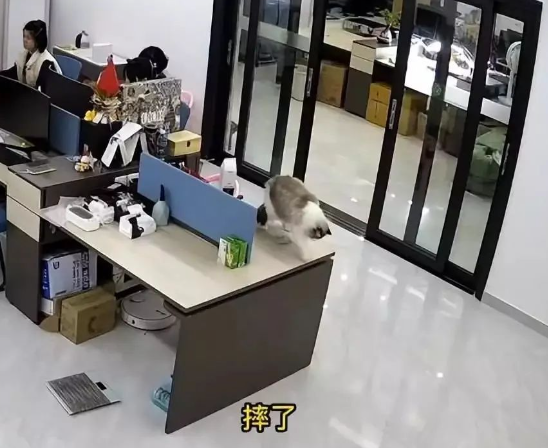 布偶猫手欠摔坏12万翡翠镯子，被主人连夜送走：说好的招财猫呢？
