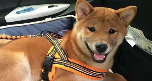 柴犬坐车出来玩晕车了，下车刚缓过劲来，一抬头看到镜子里的自己