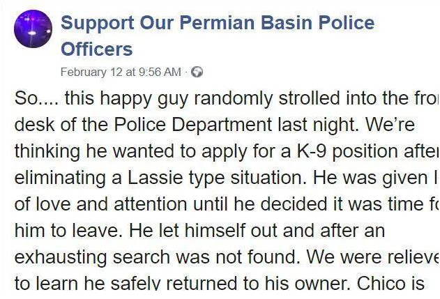 憨憨汪星人去警局报案：警察蜀黍我迷路啦，你们收留我一下呗