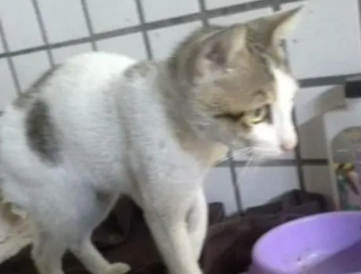 猫咪自己开窗进屋讨食，还带小伙伴来蹭饭，都把自己当主人了