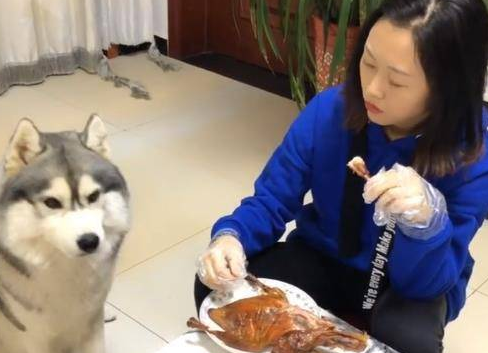 二哈缠着主人要烤鸭，一听到主人说吃狗肉，态度立马发生改变 