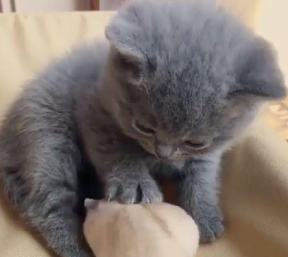 呆萌小猫被仓鼠当做妈妈，找奶喝，猫：我还只是个孩子啊