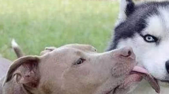 收养了只二哈，家里的比特犬天天追着二哈要亲亲，主人看了笑岔气