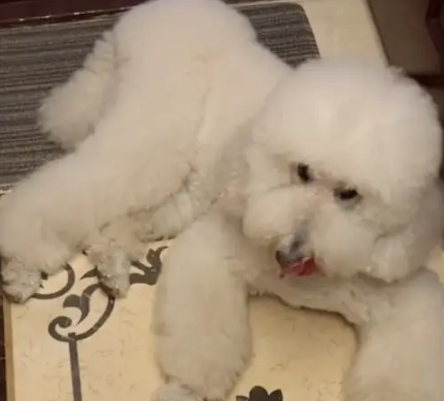 散步途中捡到一只巨贵犬，拉稀呕吐疑似被遗弃
