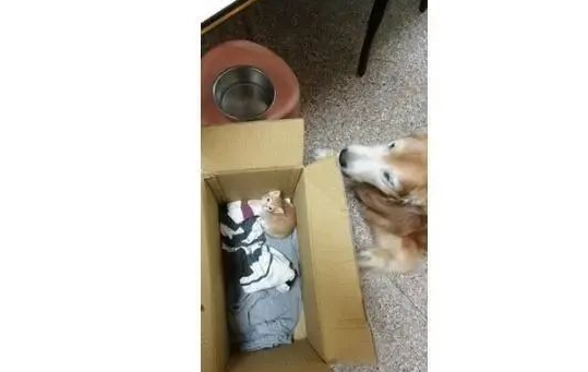 黄金猎犬在路上捕获2只小橘猫，网友：狗界暖男当之无愧！