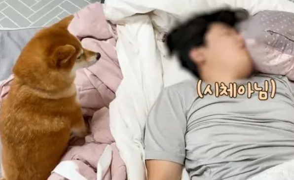 狗狗叫男子起床，使出浑身解数主人依然呼呼大睡，气到想挠坏被子
