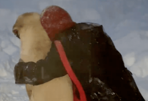 狗狗独自坐在雪地里很落寞，女生给了它拥抱，它竟还回应了，太治愈了 