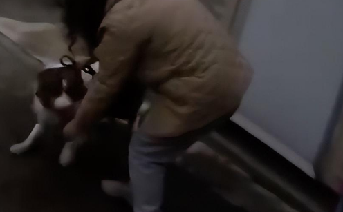 边牧和主人走丢后，竟然主动跑去派出所找警察帮忙，狗：人失踪了