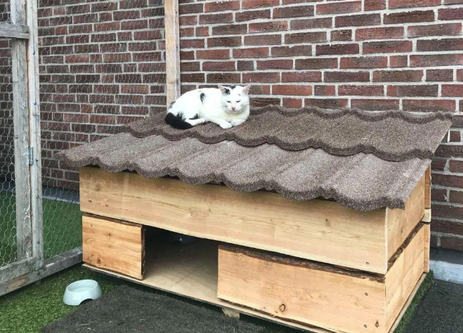 网友打造猫咪豪宅，只为赢得一只流浪猫的芳心，最后成功把它收编