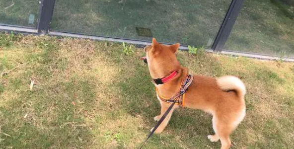 柴犬坐车出来玩晕车了，下车刚缓过劲来，一抬头看到镜子里的自己