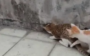 两只小猫抓老鼠，看到老鼠的样子主人不淡定了：这是我的仓鼠啊！