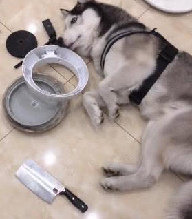 原以为哈士奇不拆家了，看到画面，主人：安排炖狗肉！