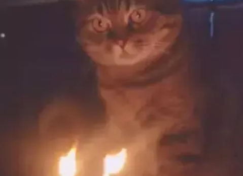 铲屎官给猫咪过生日，它看着蜡烛发愣：不会是要吃烤猫肉吧