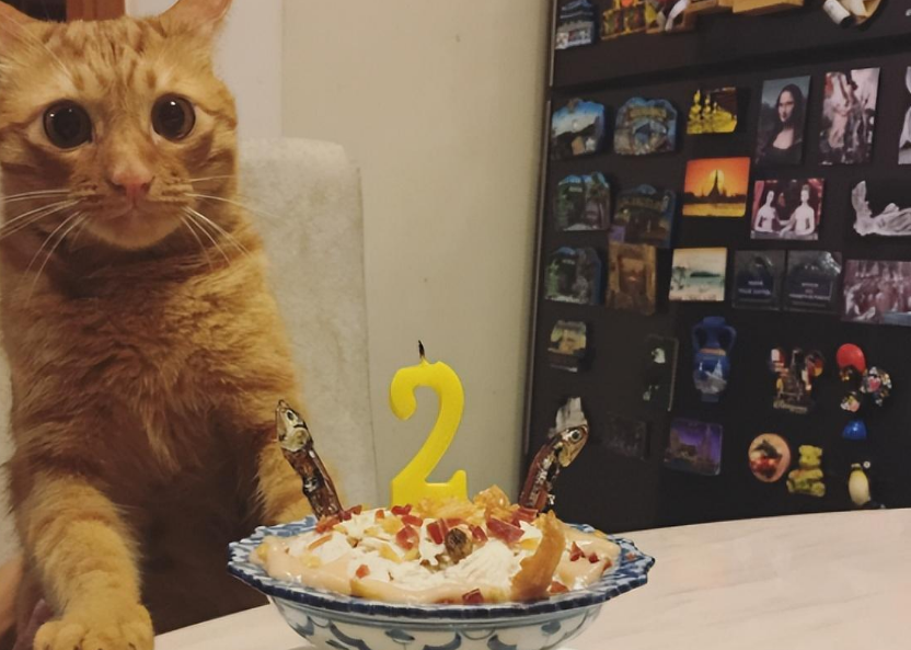 主人给猫做蛋糕，小猫咪一年比一年嫌弃：这个生日非过不可吗？