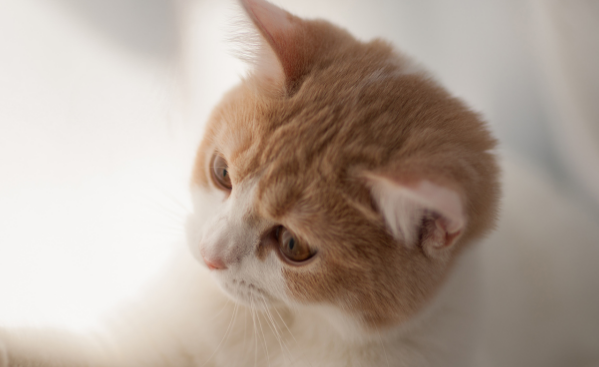 城市流浪猫怎样管理和看护呢？喂猫不当是问题根源