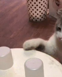 铲屎官给猫咪吃猫粮还要玩套路，高冷猫扭头就走：我也是有脾气的