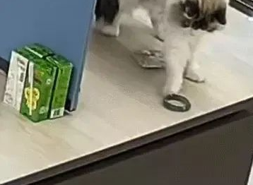 布偶猫手欠摔坏12万翡翠镯子，被主人连夜送走：说好的招财猫呢？