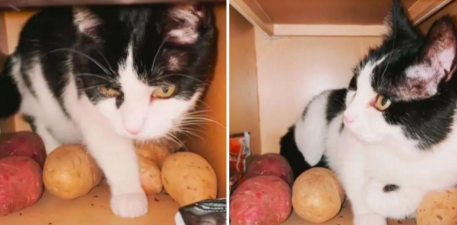 猫咪不爱玩具，偏喜欢在储物柜里抱着土豆睡觉