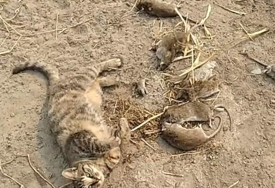 狸花猫抓了一堆老鼠，它吃饱了就睡觉，网友：真会享受啊