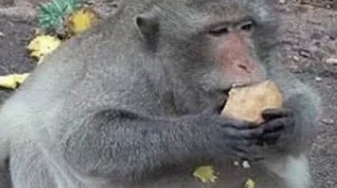 一只猪一样的猴子，由于进食太多导致发胖，现在连走路都是问题！