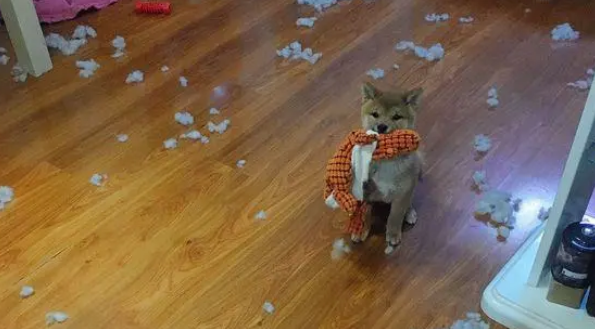 柴犬坐车出来玩晕车了，下车刚缓过劲来，一抬头看到镜子里的自己