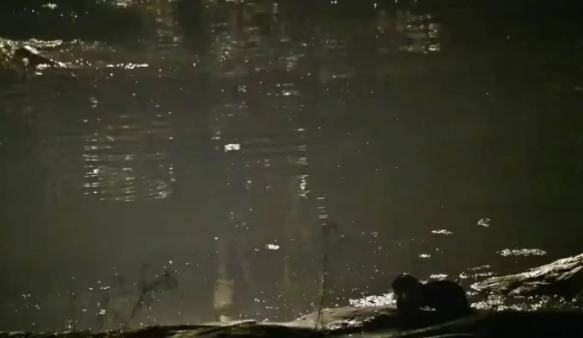 水獭现身青川县城乔庄河 边嬉戏边寻找晚餐 