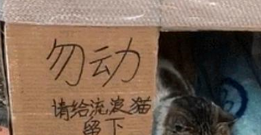 小区业主献爱心，帮流浪猫搭窝，虽然不怎么好看却足够温暖
