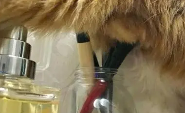 主人把猫咪惹怒后，猫咪选择这样的方式“报复”，网友笑喷了