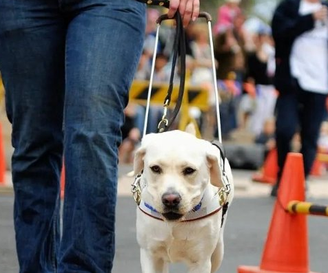 导盲犬带主人吃火锅迷路 网友：是导盲犬不是导航犬